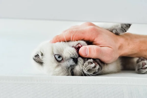 White Scottish fold domestic cat playing with owner at home in white bed. Beautiful white kitten. Portrait of Scottish kitten. Cute white cat kitten fold grey ears. Cozy home. Animal pet cat. Close up — 스톡 사진