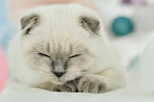 Witte Schotse vouw binnenlandse kat slapen in wit bed. Mooi wit poesje. Portret van Schots poesje. Leuke witte kat kitten vouw grijze oren. Gezellig thuis. Dieren kat. Close up kopieerruimte — Stockfoto