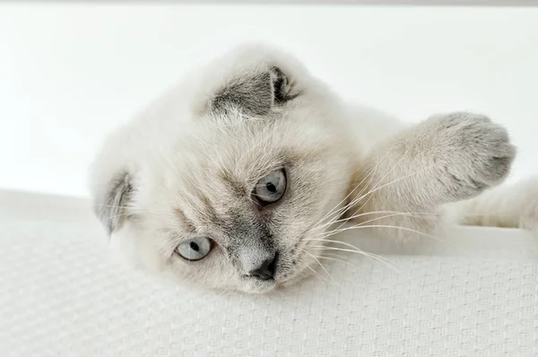 White Scottish fold domestic cat lying in bed. Beautiful white kitten. Portrait of Scottish kitten with blue eyes. Cute white cat kitten fold grey ears. Cozy home. Animal pet cat. Close up copy space — Stockfoto