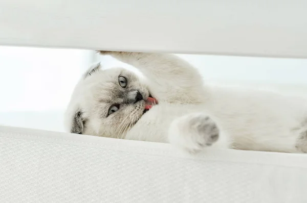 Biały szkocki krotnie kot domowy liże wełnę w łóżku. Piękny biały kotek. Portret szkockiego kotka z niebieskimi oczami. Cute biały kot kotek krotnie szare uszy. Przytulny dom. Zwierzęcy kot. Zamknij się. — Zdjęcie stockowe