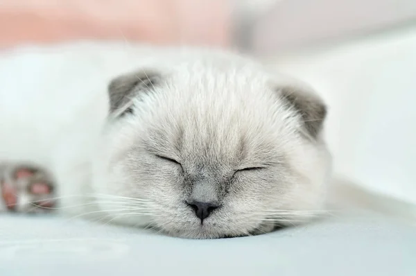 Λευκή σκωτσέζικη γάτα κοιμάται σε λευκό κρεβάτι. Όμορφο λευκό γατάκι. Πορτρέτο σκωτσέζικου γατιού. Χαριτωμένο λευκό γατάκι φορές γκρι αυτιά γάτα. Άνετο σπίτι. Ζωώδης γάτα. Κλείσιμο χώρου αντιγραφής — Φωτογραφία Αρχείου
