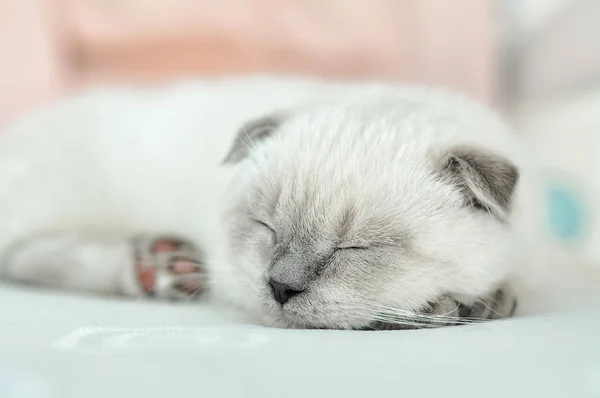 White Scottish fold domestic cat sleeping in white bed. Beautiful white kitten. Portrait of Scottish kitten. Cute white cat kitten fold grey ears. Cozy home. Animal pet cat. Close up copy space — Stockfoto