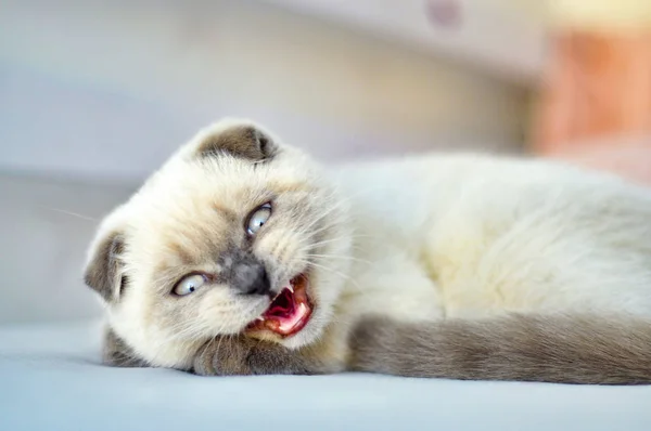 Blanc écossais plier chat domestique en colère, sifflements, grogne au lit. Portrait de chaton écossais aux yeux bleus. Chat blanc chaton pli oreilles grises. Chat animal de compagnie. vétérinaire, concept de rage — Photo