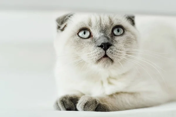 Fehér skót hajtsa hazai macska feküdt az ágyban. Gyönyörű fehér cica. Egy kék szemű skót cica portréja. Aranyos fehér macska cica hajtsa szürke fülek. Kényelmes otthon. Állati macska. Fénymásolási hely bezárása — Stock Fotó