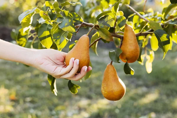 Female hand holds Fresh juicy tasty ripe pear on branch of pear — 스톡 사진