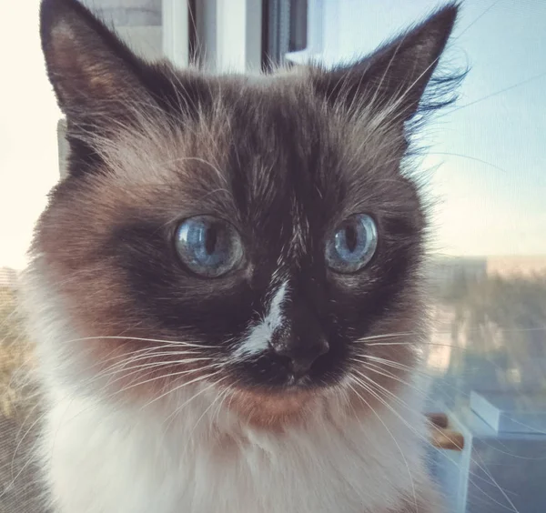 暹罗猫 蓝眼睛 一只毛茸茸的毛茸茸的猫带着米黄色和黑色的毛皮惊讶地看着摄像机 这只漂亮的猫坐着开着窗户 — 图库照片