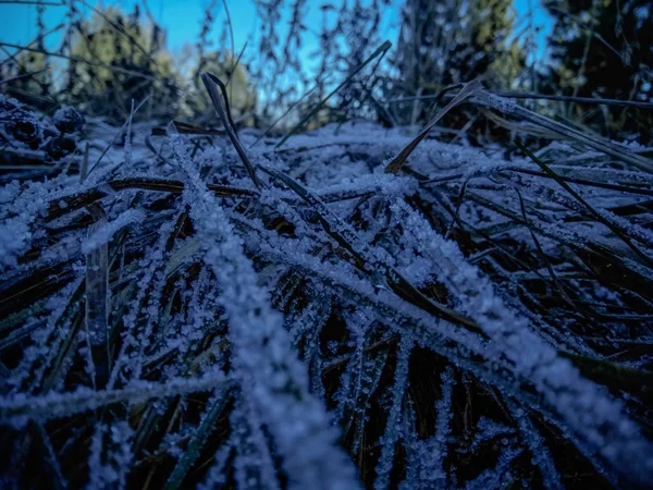 朝の露は草の上で凍った フィールドの雪の草 霜の後に覆われた 秋の草の上で朝の雪が結晶化 — ストック写真