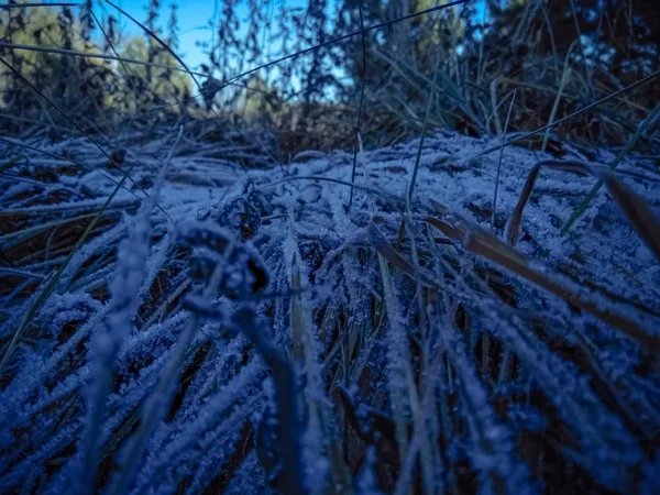 Ochtenddauw Bevroor Het Gras Gras Het Veld Besneeuwd Vorst Gekristalliseerde — Stockfoto