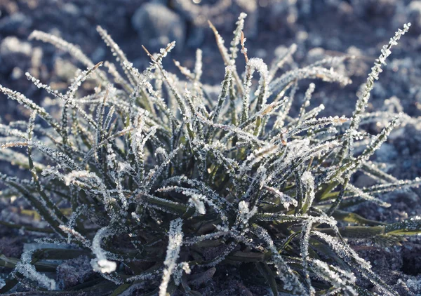 The plant is covered with frost at dawn. Green frozen grass grows from frozen ground. Morning frosts covered the vegetation with patterned snow.