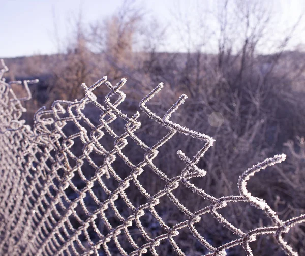 Torn fence of metal mesh covered with frost. Bare trees behind a frozen grid. The concept of freedom behind a frozen metal mesh that has been ripped apart . Cold winter morning.