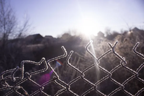 Torn fence of metal mesh covered with frost. The sun shines early in the morning on the frozen grid. The concept of freedom behind a frozen metal mesh that has been ripped. Cold winter morning.