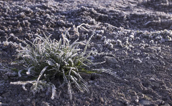 その植物は夜明けに霜で覆われている 凍結した地面から緑色の凍結した草が成長します 朝の霜が植生を雪で覆いました — ストック写真