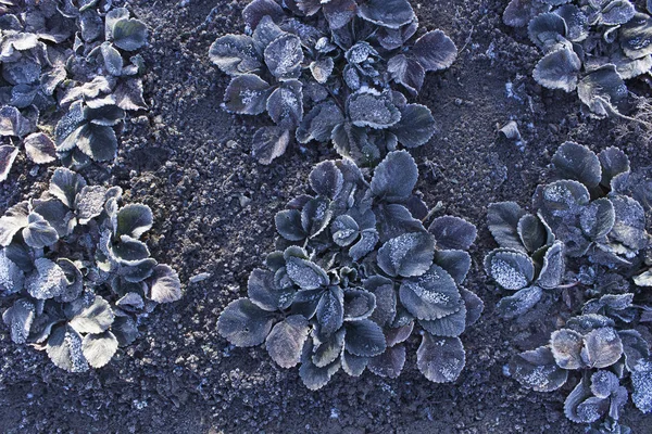Buz Kaplı Çilekler Don Üstüne Çilek Çilek Çalılarına Bahçedeki Donmuş — Stok fotoğraf