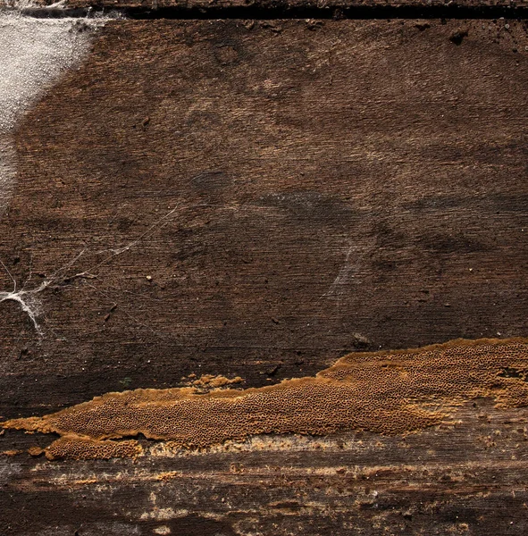 Old rotten wood with cracks and spore fungus. White mold on a wooden board. Beautiful pattern of mold on the wood.