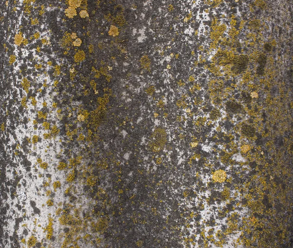 Textura Velha Ardósia Cinzenta Coberto Com Bolor Ardósia Fungos Estilo — Fotografia de Stock