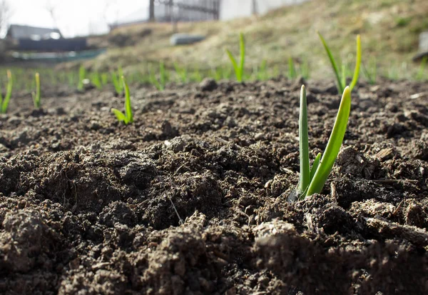 Planting sprouts in the soil in the village garden. Green onion sprouts in a row grow from the ground in the sun.