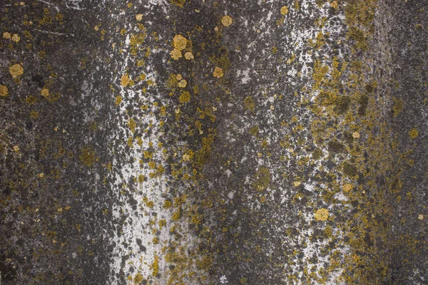 Texture Old Grey Slate Covered Mold Fungus Slate Grunge Style — Stock Photo, Image