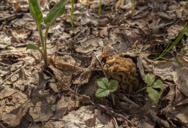 Kuru otlarla kaplı olan morel, ormanda yetişir. Erken orman mantarı.