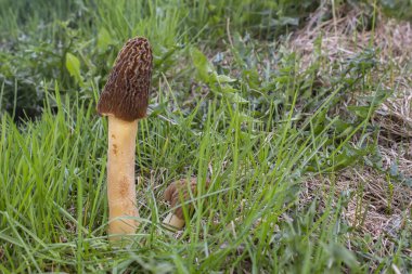 Ormanda yakın planda büyüyen moronlar. Morel uzun bacaklı, küçük mantarların yanında..