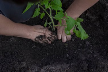 Bir kadın saksıdan bir tohumu toprağa naklediyor. Çukura domates tohumları ekiyorum..
