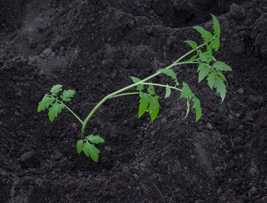 Yerdeki bir delikte kırık bir fidan. Bahçede domates filizlenmesi.