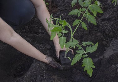 Bir kadın saksıdan bir tohumu toprağa naklediyor. Çukura domates tohumları ekiyorum..
