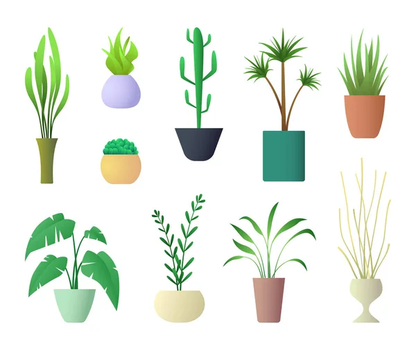 Växter inredning för hem Hotel eller kontor. Vektorillustration av krukväxt växt. — Stock vektor
