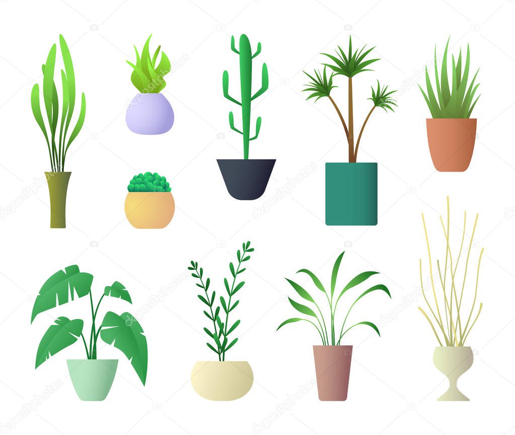 Plants Interior for Home Hotel or Office. Vector illustration of Potted Plant.