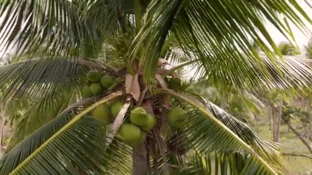 Кинематографический вид пальмы с зелеными кокосами. Палм Форест. Кокосовые пальмы вид сбоку — стоковое видео