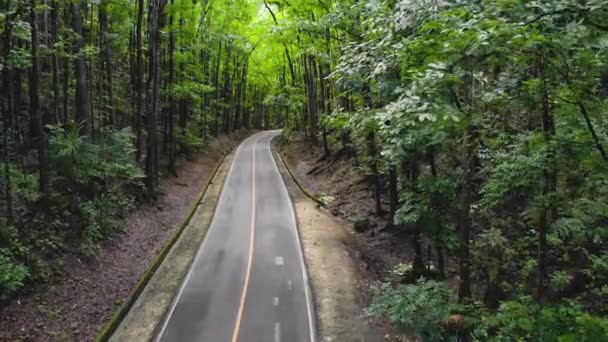 Aszfalt üres keskeny út egy sűrű dzsungel erdőben. Man Made Forest, Fülöp-szigetek, Bohol — Stock videók