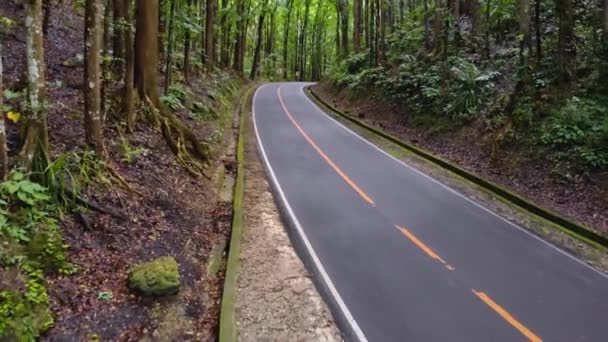 Asfalto vacío camino angosto en un denso bosque selvático. Bosque hecho por el hombre, Filipinas, Bohol — Vídeos de Stock