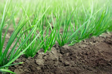 Soğan taze taze yeşil arka arkaya bir yatakta filizleniyor. Çapraz olarak yeşiller. Kara toprak temiz kazılmış.