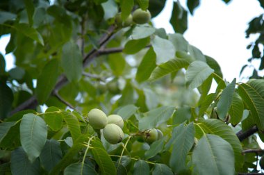 Kabuklu bir ağaçta ceviz ve yeşil yapraklar şarkı söylüyor. Bahçede, ceviz ağacının üstünde. Arka planda sulu yeşiller.