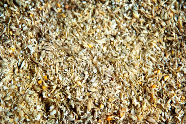 Wheat Grain Forage Cereals Mixture Ground Cereals Background Backdrop Texture — Stock Photo, Image