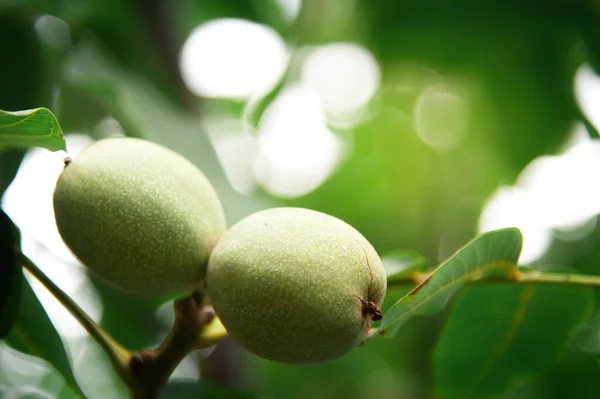 Walnut on a tree in peel and green leaves are singing. In the garden on a walnut tree juicy greens on the background