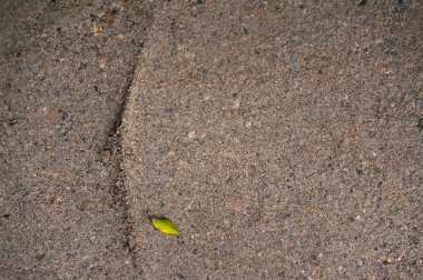 Küçük yeşil bir yaprak kumun üzerinde rahatça uzanıyor. Kum ve güzel taş parçaları. Metin eklenecek yer. Kahverengi kum, kirli.