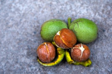 Tozlu asfaltın arka planında genç yeşil ceviz, yerleştirmek için bir yer. Fındıklı ve bir sürü.