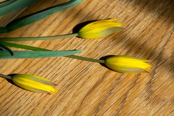 Ahşap arka plandaki ışık demetlerinde sarı lale çiçekleri. İçerideki çiçeklerin ev yapımı fotoğrafı. Çiçekli fotoğraftaki çapraz geometrik gölgeler. Boşluğu kopyala