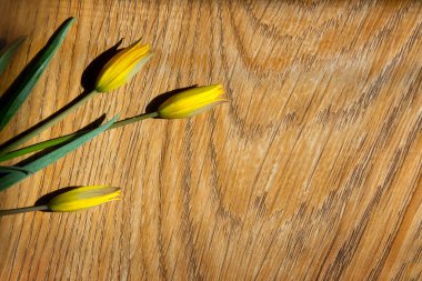 Ahşap arka plandaki ışık demetlerinde sarı lale çiçekleri. İçerideki çiçeklerin ev yapımı fotoğrafı. Çiçekli fotoğraftaki çapraz geometrik gölgeler. Boşluğu kopyala