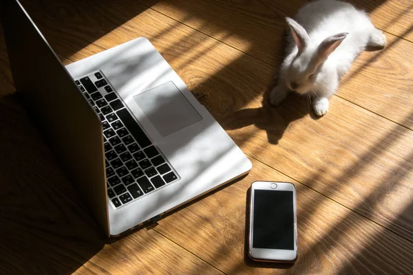 Bir beyaz tavşan dizüstü bilgisayar ve telefonun yanında yatıyor. Evcil hayvanlarla uzaktan çalışma. Eklemek için boş yer var. Bir ışık huzmesi.