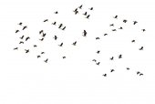 Картина, постер, плакат, фотообои "waterbirds ringed teal bird ducks flying on white background", артикул 127758514