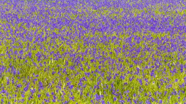 Bataklıkta açan Monochoria Vajinalis mor çiçekler