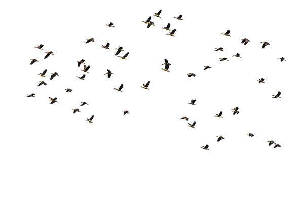 水鸟环绕飞行在白色背景上的青色鸟鸭子 — 图库照片