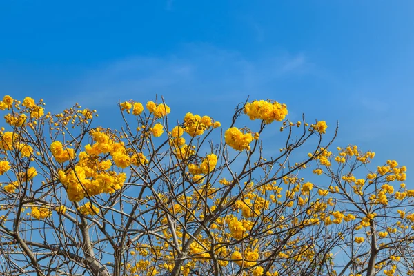 Árbol de algodón amarillo, algodón de seda, taza de mantequilla, torchwood (cochlospermum religiosum Alston  ) —  Fotos de Stock