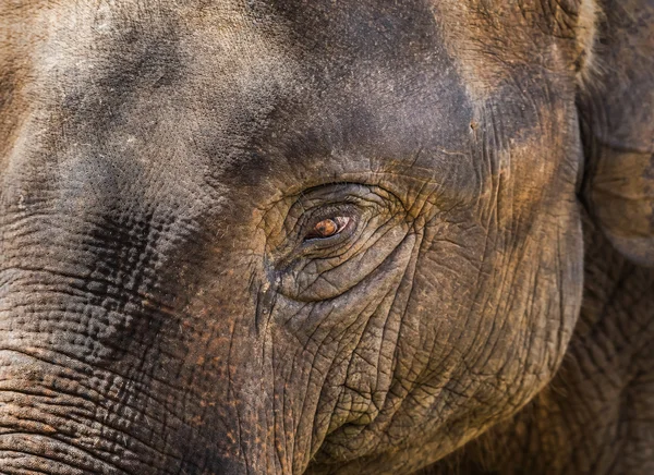 close up asia elephant eye