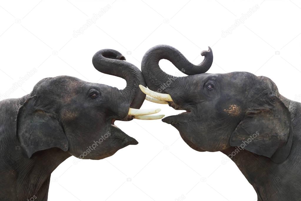 Twin elephants show making stance lift trunk up isolated on white background 