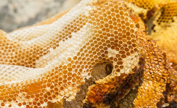 Close up textura favo de mel amarelo natural — Fotografia de Stock