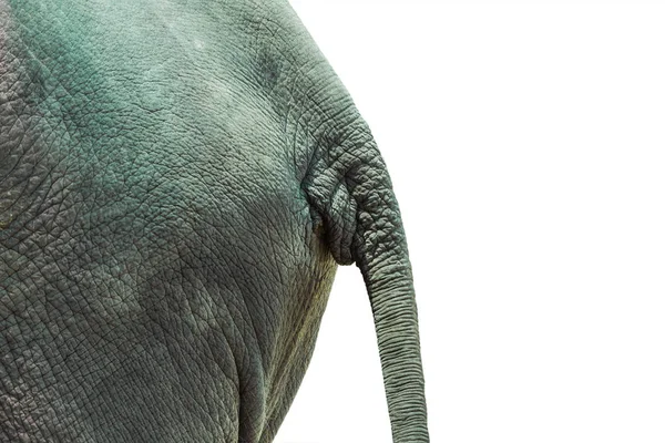 Cola trasero arrugado trasero de elefante — Foto de Stock