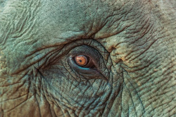 Nahaufnahme aus dem asiatischen Elefantenauge — Stockfoto