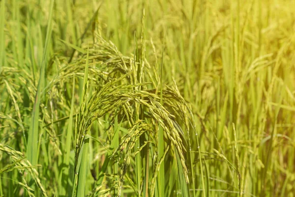 Gelsomino di riso in piantagione risaia campo verde — Foto Stock